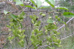 Dioscorea bulbifera